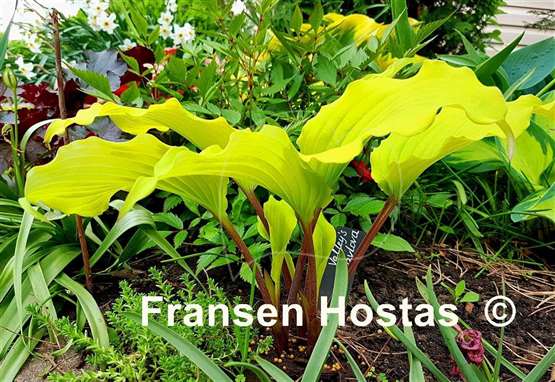 Hosta Valley's Pavlova